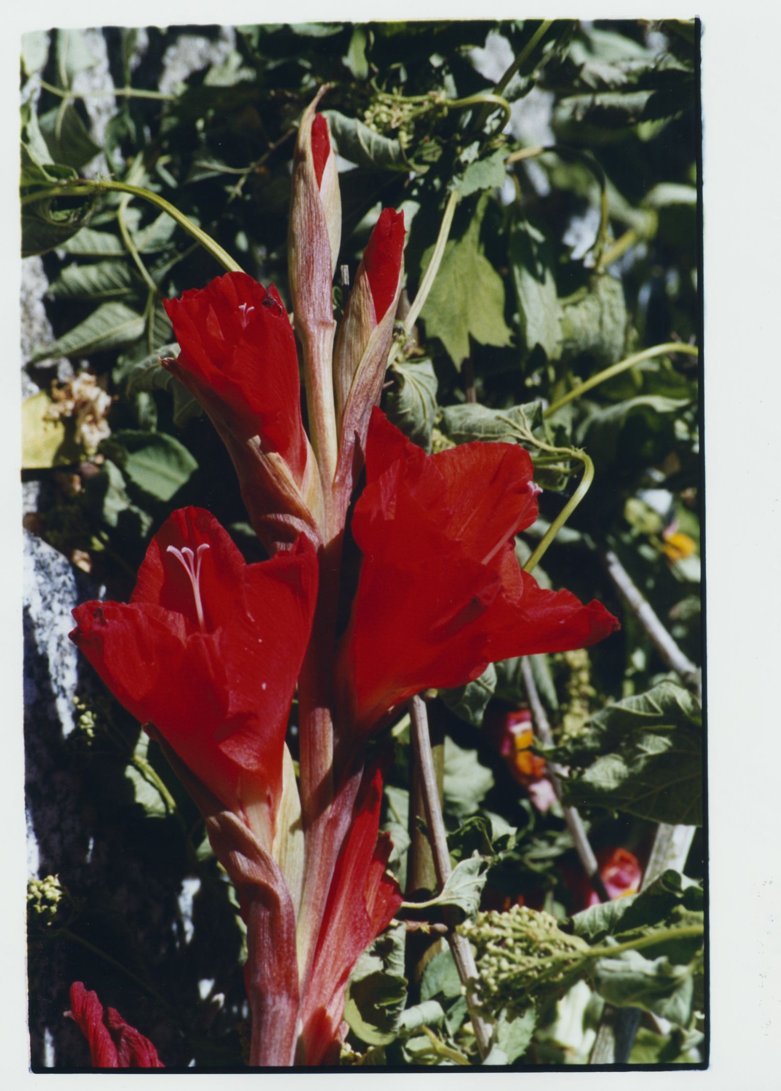 210623-visuel-expo-fleurs-rouges-09dc111b9ee92bcc778de771fafd4723