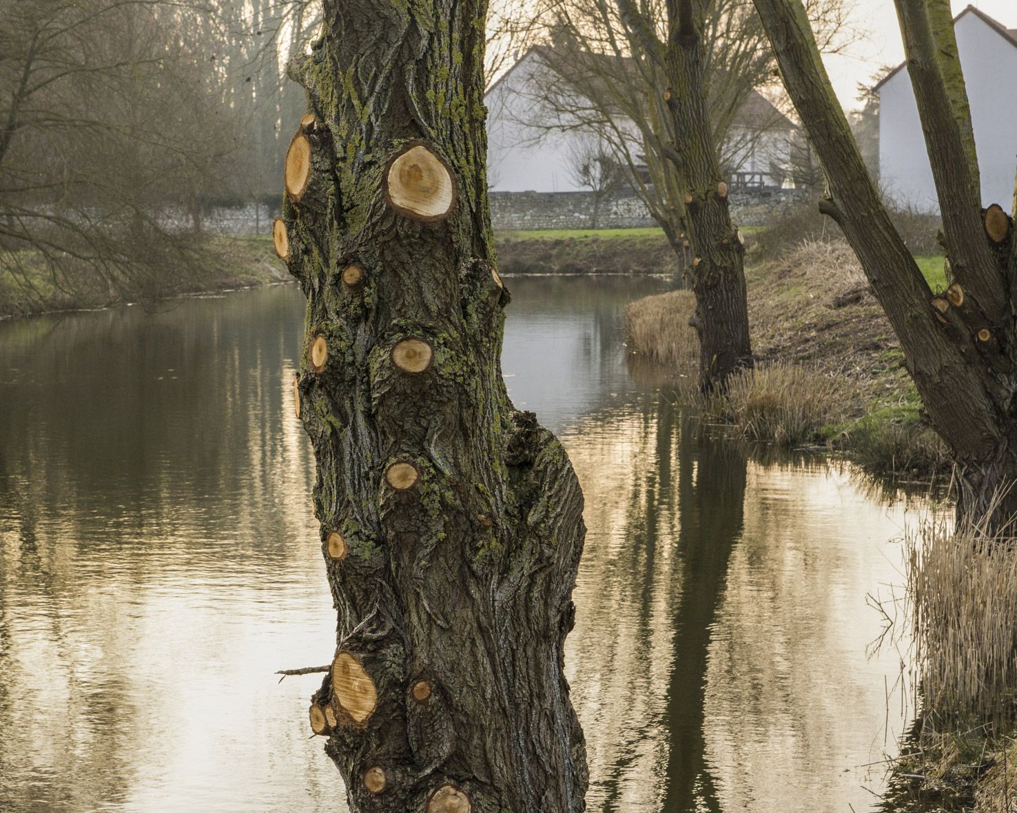 m.dearing-la-01-l-arbre-devant-l-etang-761a434d1cec9d56a23f98624ccf7c14