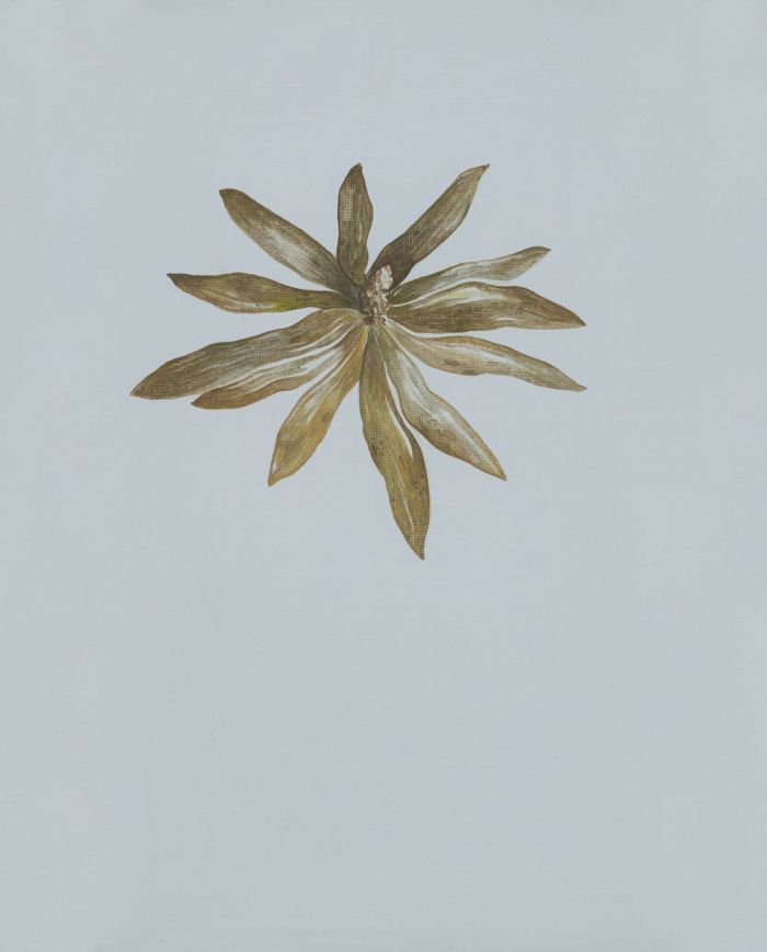 mdv-fantomes_leucadendron_peinture-issue-d-une-serie_huile-sur-carton-entoile_29.7x23.7-2018-1200e-e22223155dd83d91b2d85e12fb5bdcfd